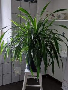 Fotografie z fotogalerie ubytování Apartment Dietze v destinaci Machern