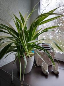 Fotografie z fotogalerie ubytování Apartment Dietze v destinaci Machern