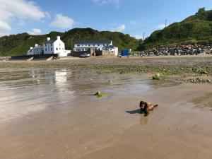 a dog standing in the sand on a beach at Bryn Noddfa in Morfa Nefyn