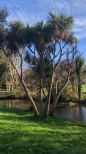 a palm tree in the grass next to a body of water at 1 Laurel Cottages in Dawlish