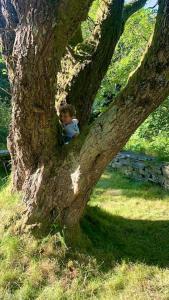 a young boy is sitting in a tree at Yr Hen Siop - 4 bed welsh cottage in Snowdonia in Penmachno