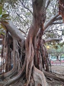 a large tree with lots of roots at Casa Bella in Siracusa +2 photos