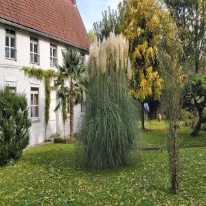 um arbusto de erva alto em frente a uma casa em Gîte La Riviera em Wargnies-le-Grand