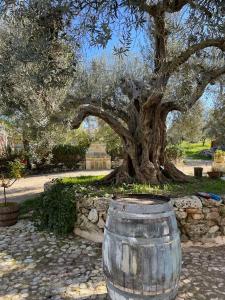 a wine barrel in front of a large tree at Casa Filù in Chiaramonte Gulfi