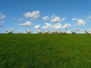 ドルヌマージールにあるGästehaus Zur alten Postの緑地の羊の放牧群
