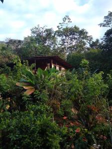 een huis in het midden van een plantenveld bij Nido de Vida in San Miguel de los Bancos