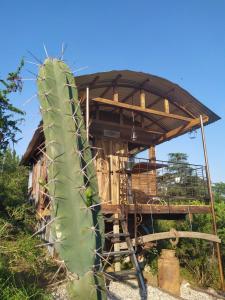 a cactus in front of a wooden house at Quinta Santana in José de la Quintana