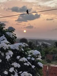 a bird sitting on a wire with white flowers at Casa do Jardim in Canoa Quebrada