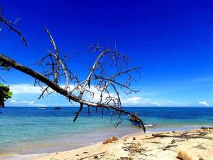 a branch on a beach with the ocean in the background at Starfish Cahuita's House - Casa Vacacional in Cahuita