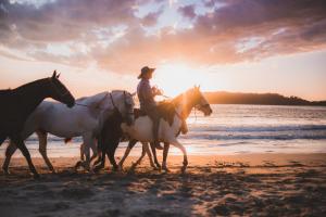 un hombre montando un grupo de caballos en la playa en La Caravana, en Sámara