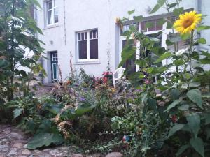 einen Garten vor einem Haus mit Sonnenblume in der Unterkunft Gästewohnung SEETOR in Lenzen
