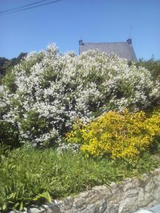 Saint-Tugdual的住宿－La Maison bleu，墙上有白色花的灌木丛