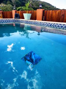 a dolphin in the water in a swimming pool at Royal Vybez Vacation Homes in Spanish Town