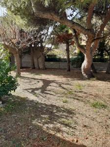 a group of trees with their shadows on the ground at T2 Rez de chaussée climatisé jardin parking privé in Balaruc-les-Bains +7 photos