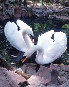two white swans are standing in the water at Foxwood House Boutique Hotel in Johannesburg