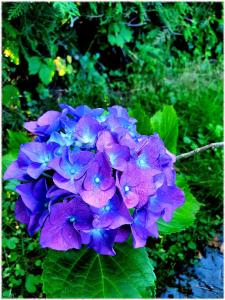 a close up of a purple flower at Pension Miss Sophie in Kyritz