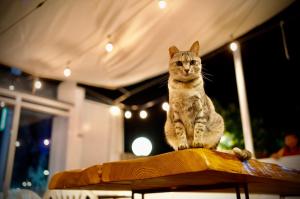 Animal o animals de companyia a It's Mine Hostel