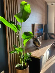 TV a/nebo společenská místnost v ubytování Apartamenty Termalne GREEN Apartment