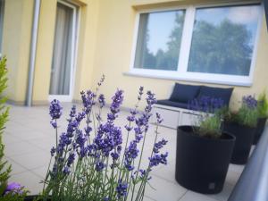 Zahrada ubytování Amber Studio + 10 fotografií