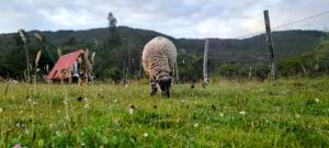 Tiere in der Zelt-Lodge oder in der Nähe