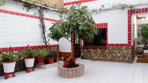Un albero in un vaso di fronte a un edificio di Tierra Nuestra a Tarija