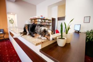 Et eller flere kæledyr der bor med gæster på Hotel Tábor
