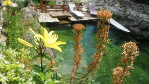 una piscina de agua con banco y terraza en La Cabane du Bandit, en Pietroso