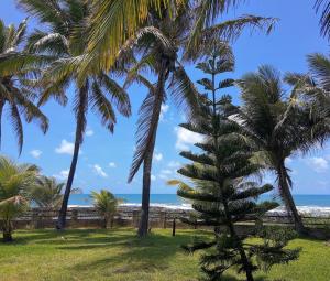 尼西亞弗洛雷斯塔的住宿－PONTA das BRILLES Departamento 1，海滩上的一棵棕榈树