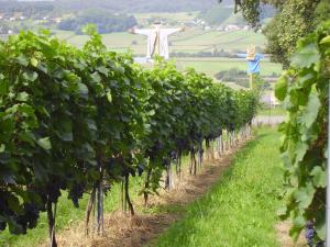 Fotografie z fotogalerie ubytování Appartement Weingut Schoberhof v destinaci Bad Gleichenberg