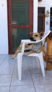 um cão está sentado numa cadeira branca em Amotape Home em Cruz de Pizarro