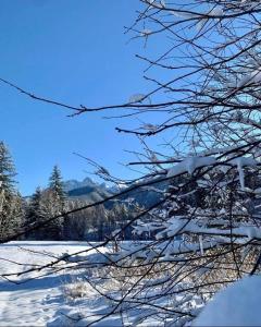 a snow covered tree branch with a snow covered field at Domek w Raju in Kościelisko