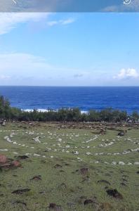 een grasveld met de oceaan op de achtergrond bij Rêve des Îles Guesthouse in Rodrigues Island