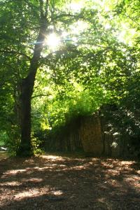 un albero e un muro di pietra in una foresta di Gîte Maison des Poules a Marvejols
