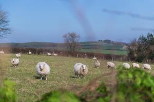 een kudde schapen die in een veld grazen bij Beautiful Countryside cottage on the North Wales Coast in Abergele