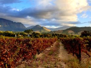 a dirt road through a vineyard with mountains in the background at Sunny Lane in Franschhoek