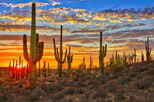 Sonesta Tucson home في توسان: مجموعة من الصبار في الصحراء عند غروب الشمس