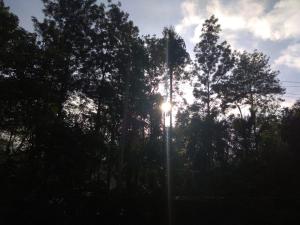 a light pole with the sun shining through some trees at Dreams River view homestay coorg B in Kushālnagar
