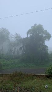 un grupo de árboles en un campo en la niebla en Dreams River view homestay coorg B en Kushālnagar