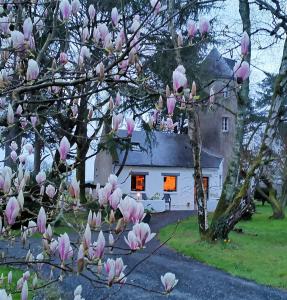 un albero di magnolia di fronte a una casa bianca di Le moulin de La Retardière a Orvault