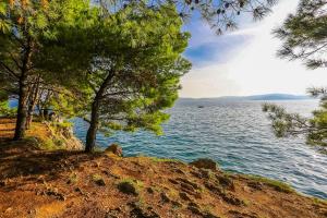 a group of trees on a hill next to a body of water at Apartments & Rooms Hosana in Zadar