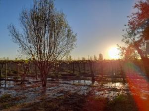 zachód słońca nad polem z drzewami i tęczą w obiekcie Entre viñas, sol y montañas w mieście Alto de Sierra