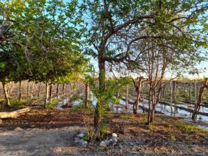 um grupo de árvores num campo com um rio em Entre viñas, sol y montañas em Alto de Sierra