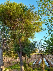 a row of trees in front of a vineyard at Entre viñas, sol y montañas in Alto de Sierra