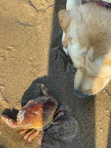 a dog looking at a crab on the beach at Hotel De Backer in Knokke-Heist