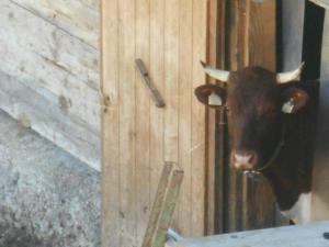 Zvířata v penzionu – hostince nebo okolí