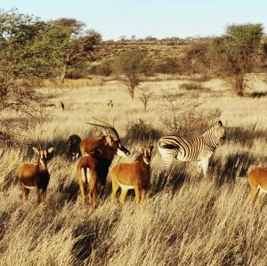 a herd of antelopes and a zebra in a field at Gamagara Africa Private Nature Reserve in Kathu
