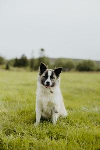Thú nuôi lưu trú tại Brúnastaðir Holiday Home