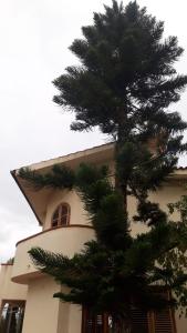 un pino di fronte a un edificio di Villa Persefone - Splendida villa con giardino a Ficarazzi