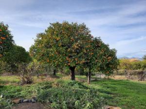 Zahrada ubytování Finca Sueño de Vida