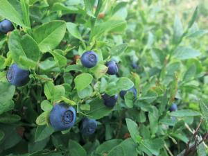a bunch of blueberries on a bush with green leaves at Wrzosowy Dwór - SPA in Skomielna Czarna